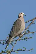 A red-eyed dove (Streptopelia semitorquata) on the Zambezi in Zimbabwe.