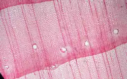 Resin canals appear as white circles in a section of pine wood.