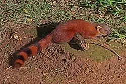 Red and brown euplerid