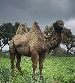Rodolfo, a camel on a farm in Ovodda, Sardinia