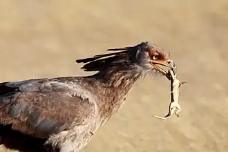 brownish bird with small, dead lizard in its mouth