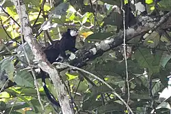 Black monkey
