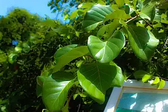 Sarcocephalus latifolius (le pêcher africain)