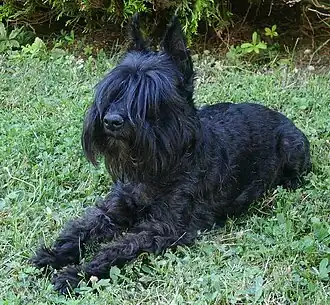 The black