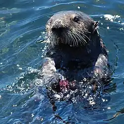 A sea otter feeding on a purple sea urchin