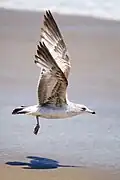 Immature (first-summer, one year old) ring-billed gull, Sandy Hook shore, New Jersey, US