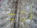 Spinal cord. Spinal membranes and nerve roots. Deep dissection. Posterior view.