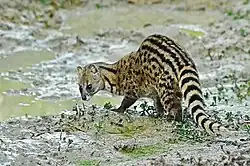 Brown and black viverrid