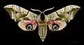 Female eyed hawkmoth, Smerinthus ocellatus, mounted to show the large eyespots
