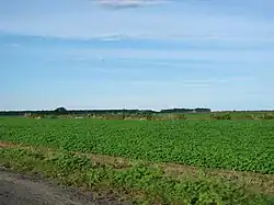 Soy plantation in Barreiras