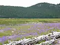 Perpetual meadows in Oregon, USA