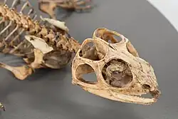 Skull of the tuatara in oblique view, with scleral rings in eye sockets