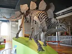 Stegosaurus skeleton