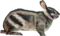 Drawing of striped rabbit