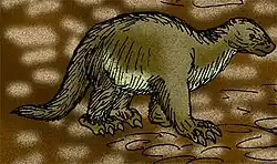 Neocnus comes