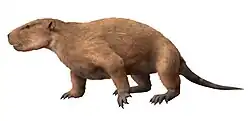Taeniolabis taoensis