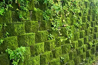 Retaining wall covered in moss