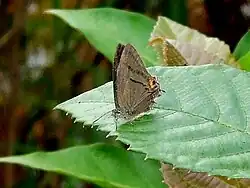 Tajuria igolotiana fumiae