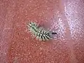 The larva of Lonomia obliqua, a saturniid moth from Brazil, has urticating hairs with a lethal anticoagulant poison.