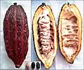 Cocoa pod: fruit of (true) kola relative Theobroma cacao bisected to show similarity of structure to that of fruit of Cola acuminata