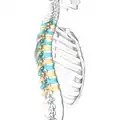 Lateral surface of the &nbsp;&nbsp; thoracic vertebrae. Right half of the thoracic skeleton is not shown.