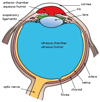 Another view of the eye and the structures of the eye labelled