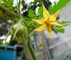 Flower and young fruit