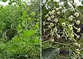 Picture of tournefortia hirsutissima