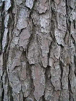 Many pines, like Pinus taeda, have thick bark that flakes into scales.