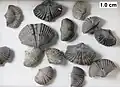 Tylothyris, a spiriferid from the Middle Devonian of Wisconsin
