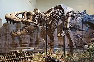 Tyrannosaurus skeleton in museum display