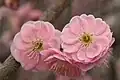Plum blossoms