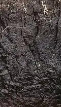 Vertisol