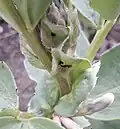 Lasius niger attending an extrafloral nectary