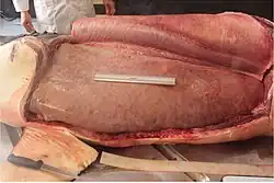 White shark cut open to show liver