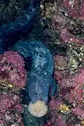 Wolf eels specialize in eating sea urchins