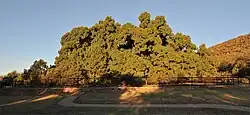 Wonderboom Grove