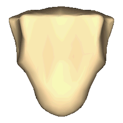 Xiphoid process