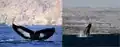 Critically endangered Sea Creatures